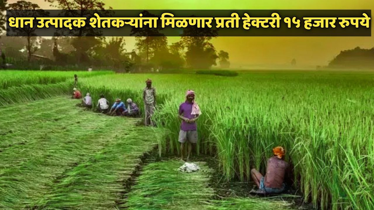 धान उत्पादक शेतकऱ्यांना मिळणार प्रती हेक्टरी १५ हजार रुपये प्रोत्साहनपर रक्कम